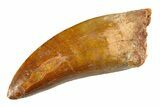 Serrated Carcharodontosaurus Tooth - Huge Dinosaur Tooth #351735-1